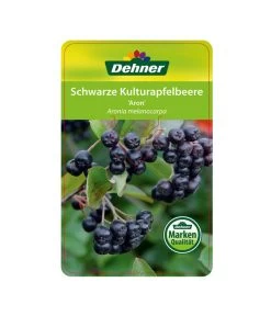 Apfelbeere, Aronia 'Aron' 10 Apfelbeere, Aronia 'Aron' -Pflanzenwelt Verkauf 00000000 Aronia melanocarpa Aron 2016 1