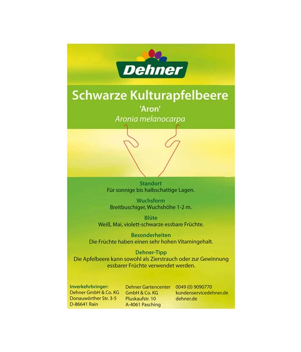 Apfelbeere, Aronia 'Aron' 7 Apfelbeere, Aronia 'Aron' – Bild 5