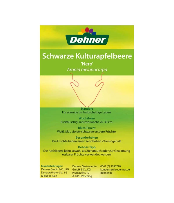 Apfelbeere, Aronia 'Nero' 8 Apfelbeere, Aronia 'Nero' – Bild 6