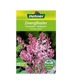 Zwerg-Duftflieder 'Tinkerbelle' 11 Zwerg-Duftflieder 'Tinkerbelle' -Pflanzenwelt Verkauf 00000000 Syringa meyerii Tinkerbelle 2016 1