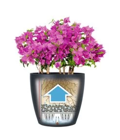 LECHUZA® CLASSICO Color, All-in-One-Set -Pflanzenwelt Verkauf 1495332 WE IG 001 LechuzaClassicoColor Infografik