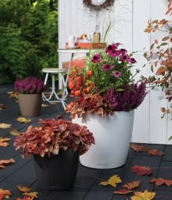 LECHUZA® CLASSICO Color, All-in-One-Set -Pflanzenwelt Verkauf 1495936 1495811 1495977 WE MO 005 ClassicoColorMuskatSchiefergrauWeiss