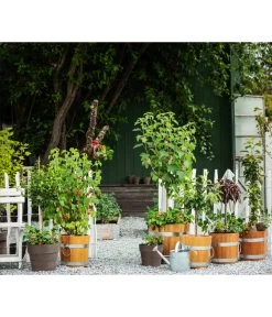 Küferei Kardos Robinienkübel, Rund 8 Küferei Kardos Robinienkübel, Rund -Pflanzenwelt Verkauf 1709096 1709401 1709443 1709732 1709807 1710037 WE MO 002 Robinienkuebelrund