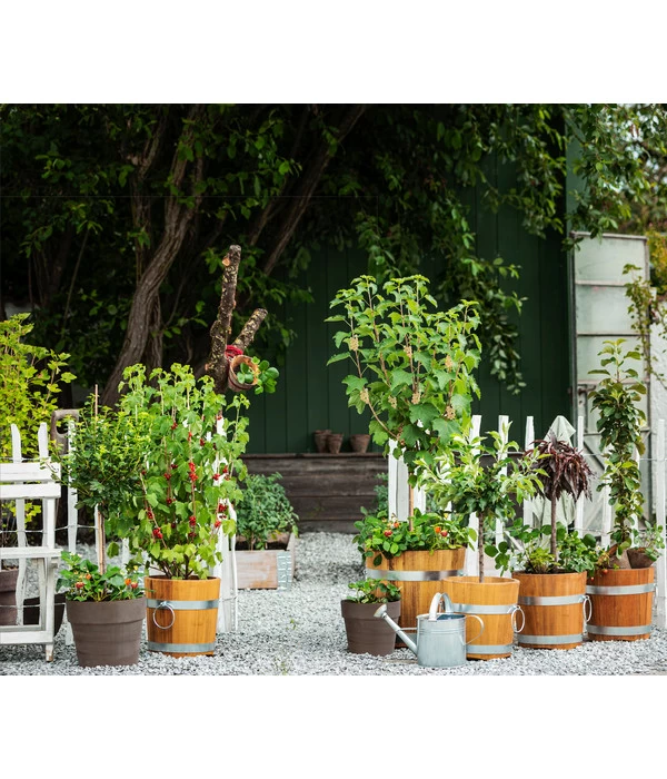 Küferei Kardos Robinienkübel, Rund 5 Küferei Kardos Robinienkübel, Rund – Bild 3