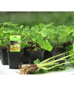 Wasabi 15 Wasabi -Pflanzenwelt Verkauf 20120718 WE MO 001 Wasabi Gs kleine Planzen 03