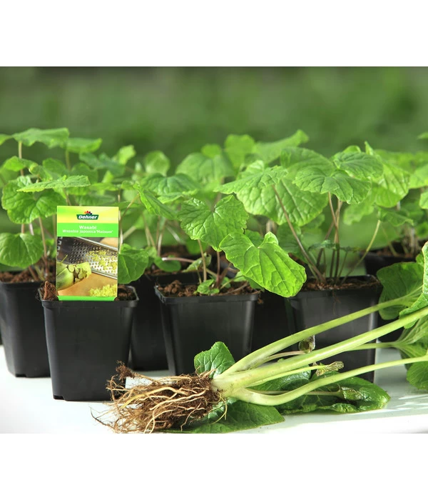 Wasabi 8 Wasabi – Bild 6