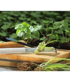 Wasabi 14 Wasabi -Pflanzenwelt Verkauf 20120718 WE MO 002 Wasabi Gs Reibe Matte Totale