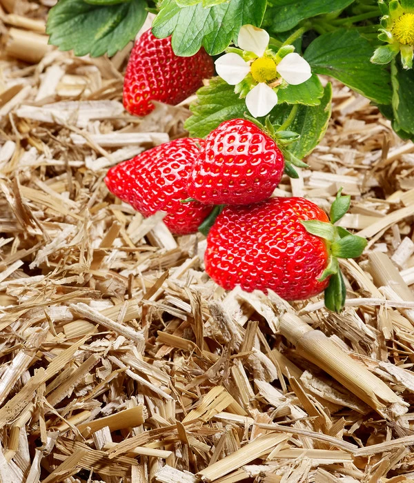 Manna Bio Terravital, 15 Kg 4 Manna Bio Terravital, 15 Kg – Bild 2