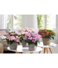 Hortensie - Hydrangea Macrophylla 'Tiffany' -Pflanzenwelt Verkauf 20180522 PR MO 002 HortensienPremium