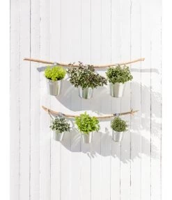 Dehner Gourmet Garten Strauchbasilikum 'Magic Blue' 11 Dehner Gourmet Garten Strauchbasilikum 'Magic Blue' -Pflanzenwelt Verkauf 20181011 PR MO 003 Kraeuter 04