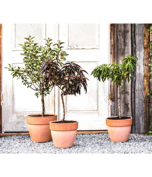 Zwergsauerkirsche 'Griotella' 4 Zwergsauerkirsche 'Griotella' – Bild 2