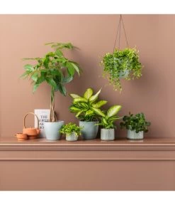 Dieffenbachie - Dieffenbachia Maculata 'Camilla' -Pflanzenwelt Verkauf 20190704 PR MO 001 GruenplanzenFreshGreen GC02 2020