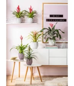 Guzmanie - Guzmania 'Candy' 8 Guzmanie - Guzmania 'Candy' -Pflanzenwelt Verkauf 20190711 PR MO 001 Bromelia GC21 2019 1