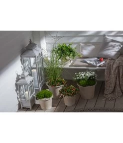 Efeu, Grün -Pflanzenwelt Verkauf 20190920 PR MO 002 Herbststart Skimmia GC 18 2020