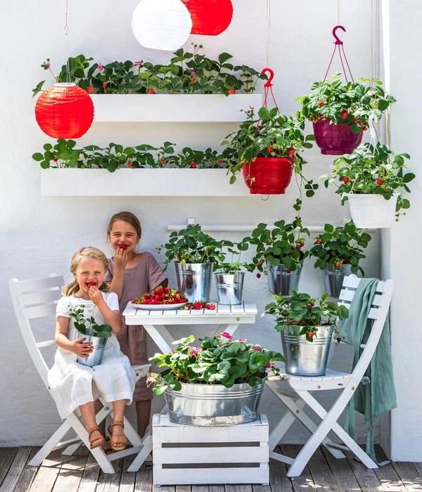 Erdbeerampel 5 Erdbeerampel – Bild 3