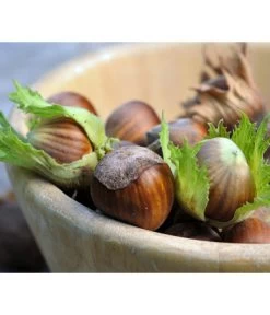 Haselnuss 'Hallesche Riesen' -Pflanzenwelt Verkauf 20220610 7662943 WE MO 123rf 80250141 l Haselnuess