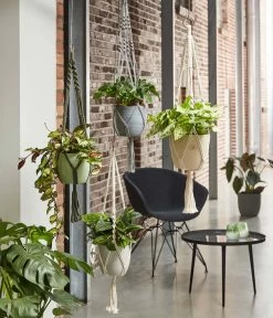 Dehner Makramee-Ampel 14 Dehner Makramee-Ampel -Pflanzenwelt Verkauf 2061968 4409132 WE MO 001 AmpelMakramee