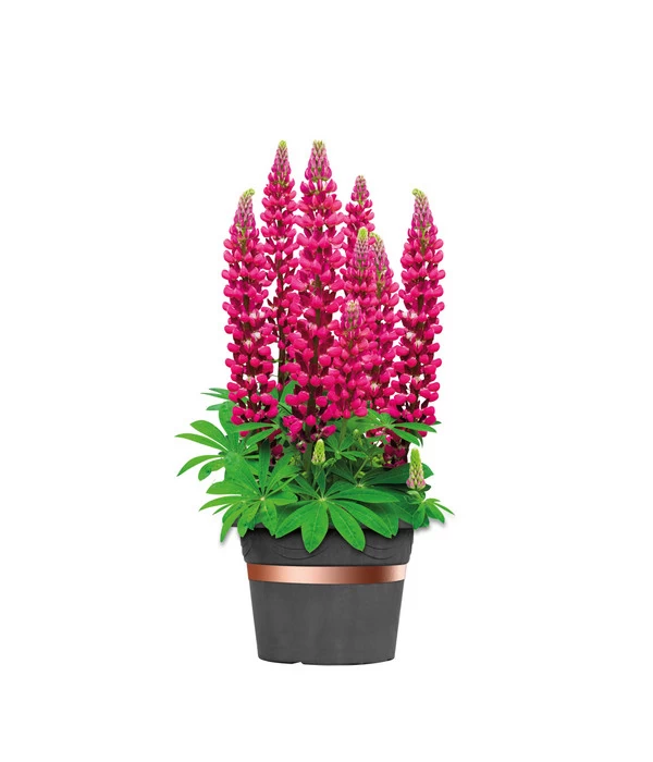 Dehner Bio Schneckenband Kupfer, 5 M 5 Dehner Bio Schneckenband Kupfer, 5 M – Bild 3