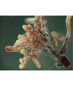 Mykorrhiza Soluble, 30 G 7 Mykorrhiza Soluble, 30 G -Pflanzenwelt Verkauf 2537132 2360626 WE FS 001 MykorrhizaaufWurzel