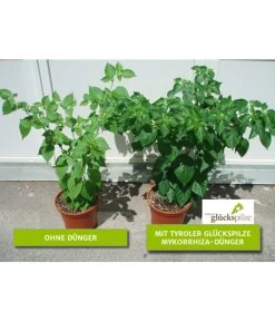 Mykorrhiza Soluble, 30 G 6 Mykorrhiza Soluble, 30 G -Pflanzenwelt Verkauf 2537132 2360626 WE FS 001 Mykorrhizachillibeschriftet