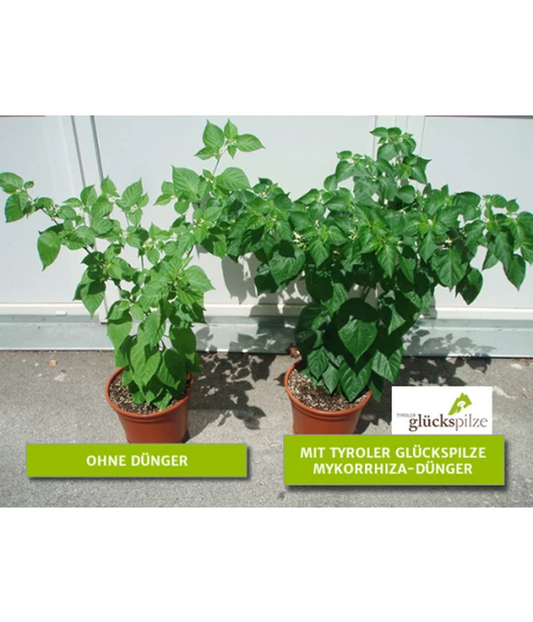 Mykorrhiza Soluble, 30 G 4 Mykorrhiza Soluble, 30 G – Bild 2