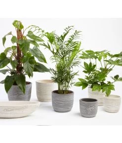 Dehner Keramik-Jardiniere Wood, Oval, Ca. B48/H12/T14 Cm 8 Dehner Keramik-Jardiniere Wood, Oval, Ca. B48/H12/T14 Cm -Pflanzenwelt Verkauf 2890713 WE MO 001 TopfWoodGrauCremeFotoshootingUveSauerFebruar2016