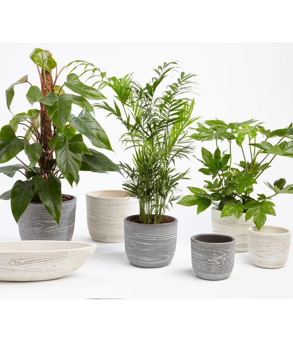 Dehner Keramik-Jardiniere Wood, Oval, Ca. B48/H12/T14 Cm 5 Dehner Keramik-Jardiniere Wood, Oval, Ca. B48/H12/T14 Cm – Bild 3