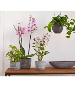 Dehner Keramik-Jardiniere Wood, Oval, Ca. B48/H12/T14 Cm 9 Dehner Keramik-Jardiniere Wood, Oval, Ca. B48/H12/T14 Cm -Pflanzenwelt Verkauf 2890903 PR MO 012 TopfJardiniereWoodGrauUveSauer