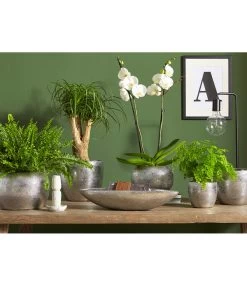 Dehner Keramik-Jardiniere Rosella, Oval, Silber, Ca. B50/H11/T17 Cm 7 Dehner Keramik-Jardiniere Rosella, Oval, Silber, Ca. B50/H11/T17 Cm -Pflanzenwelt Verkauf 3136926 PR MO 003 KeramikSerieRosellaChromUveSauer