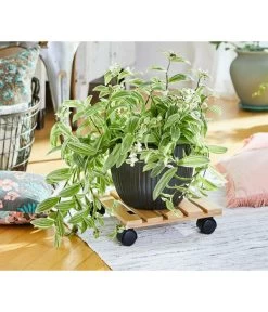 Wagner Pflanzroller Bambus, 29 X 29 Cm 9 Wagner Pflanzroller Bambus, 29 X 29 Cm -Pflanzenwelt Verkauf 3213022 WE MO 002 MULTIROLLERBAMBOO