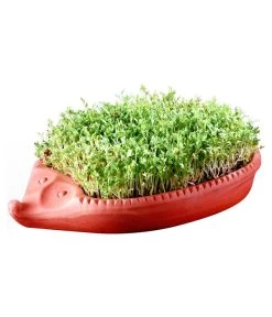 Römertopf Kresseigel Mit Kresse-Saatgut 6 Römertopf Kresseigel Mit Kresse-Saatgut -Pflanzenwelt Verkauf 349993 BildM 001 RoemertopfKresseigelMitKresseSaatgutKresseIgel1SamenTerra