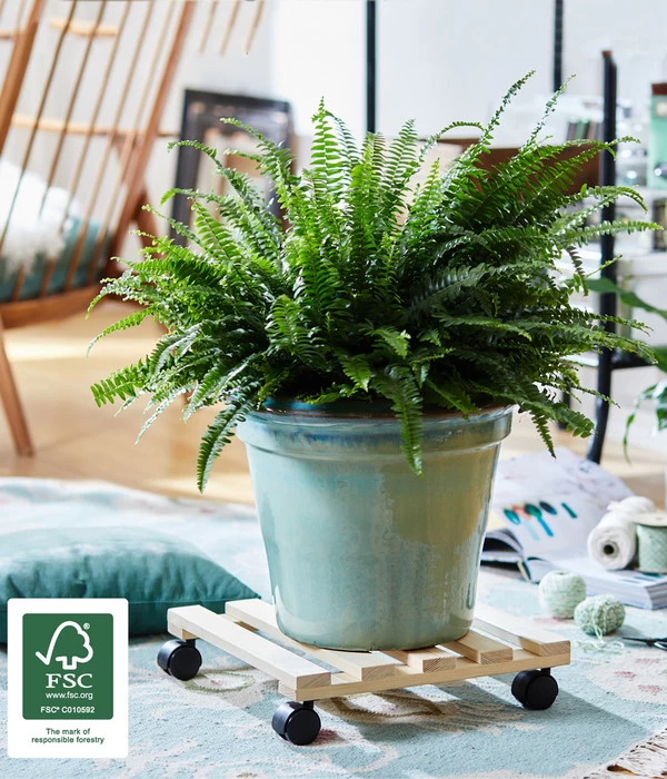 Wagner Pflanzroller Kiefer, 35 X 35 Cm 4 Wagner Pflanzroller Kiefer, 35 X 35 Cm – Bild 2