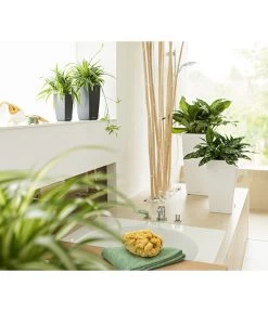 LECHUZA® MAXI/MINI-CUBI, All-in-One-Set 12 LECHUZA® MAXI/MINI-CUBI, All-in-One-Set -Pflanzenwelt Verkauf 3532264 3683836 2424984 3468618 WE MO 007 CubicoPremiumWeissMinIMaxiCubiAnthrazitNeu