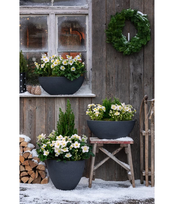 Dehner Kunststoff-Schale Miami, Oval, Anthrazit, Ca. B52/H20/T23 Cm 5 Dehner Kunststoff-Schale Miami, Oval, Anthrazit, Ca. B52/H20/T23 Cm – Bild 3