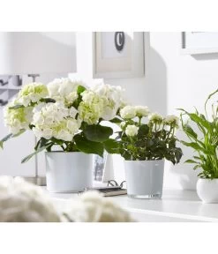 Dehner Glas-Übertopf Conner, Rund 9 Dehner Glas-Übertopf Conner, Rund -Pflanzenwelt Verkauf 3816527 WE MO 001 GlasTopfConnerWeissFotoshootingUveSauerFebruar2016