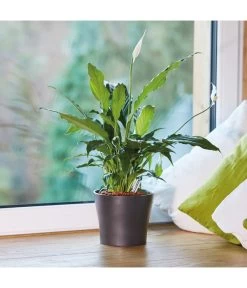 Seramis Pflanz-Granulat Für Zimmerpflanzen 11 Seramis Pflanz-Granulat Für Zimmerpflanzen -Pflanzenwelt Verkauf 394643 WE MO 004 SeramisPflanzgranulat 394650 394668 396721