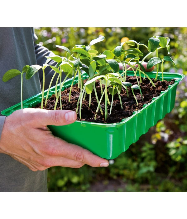 Dehner Zimmergewächshaus, 36 X 22 X 13 Cm 4 Dehner Zimmergewächshaus, 36 X 22 X 13 Cm – Bild 2