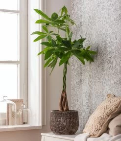 Glückskastanie - Pachira Aquatica, In Keramik -Pflanzenwelt Verkauf 4083325 82506059 4083325 WE MO 001 TopfStefBraunPachiraAquatica