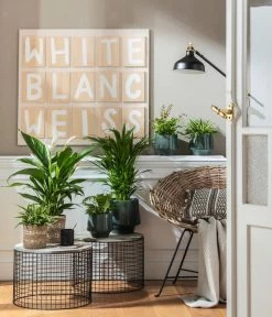 Grünlilie - Chlorophytum Comosum -Pflanzenwelt Verkauf 4099883 PR MO 001 TopfElsaPetrolKorbPapette