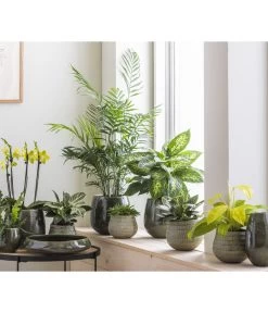 Dehner Keramik-Schale Linn, Rund, Dunkelgrün, Ca. Ø34 Cm 6 Dehner Keramik-Schale Linn, Rund, Dunkelgrün, Ca. Ø34 Cm -Pflanzenwelt Verkauf 4100160 WE MO 001 SerieLinnGruenStruktur12cm