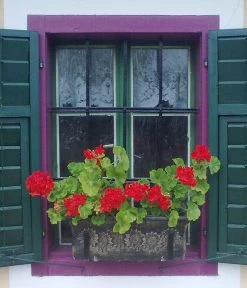 Roto Kunststoff-Pflanzkasten Planika, Rechteckig, Dunkelgrau, Ca. B49,5/H18,5/T20,5 Cm 7 Roto Kunststoff-Pflanzkasten Planika, Rechteckig, Dunkelgrau, Ca. B49,5/H18,5/T20,5 Cm -Pflanzenwelt Verkauf 4145769 WE MO 002 RotoKastenPlanika