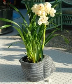 Roto Kunststoff-Pflanztopf Muschel, Grau, Ca. B40/H25,5/T30 Cm 5 Roto Kunststoff-Pflanztopf Muschel, Grau, Ca. B40/H25,5/T30 Cm -Pflanzenwelt Verkauf 4145843 WE MO 001 RotoTopfMuschel