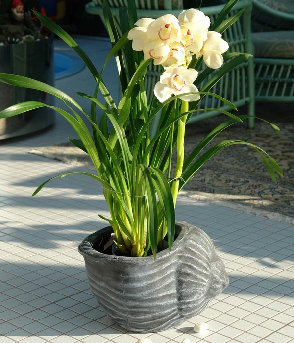 Roto Kunststoff-Pflanztopf Muschel, Grau, Ca. B40/H25,5/T30 Cm 4 Roto Kunststoff-Pflanztopf Muschel, Grau, Ca. B40/H25,5/T30 Cm – Bild 2