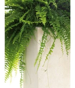 Fleur Ami Polystone-Raumteiler Divide, Rechteckig, Ca. B100/H30/T35 Cm 7 Fleur Ami Polystone-Raumteiler Divide, Rechteckig, Ca. B100/H30/T35 Cm -Pflanzenwelt Verkauf 4184016 WE DE 002 PolystRaumteil100x35x30Creme