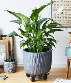 Wagner Pflanzenroller Draht, Ø 30 Cm, Schwarz 9 Wagner Pflanzenroller Draht, Ø 30 Cm, Schwarz -Pflanzenwelt Verkauf 4272662 WE MO 002 MULTIROLLERDRAHT