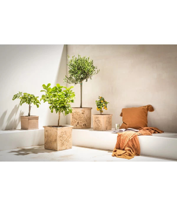 Dehner Terrakotta-Topf, Terrakotta-antik 4 Dehner Terrakotta-Topf, Terrakotta-antik – Bild 2