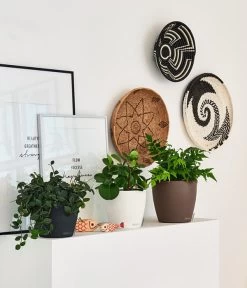 LECHUZA® CLASSICO Color, All-in-One-Set -Pflanzenwelt Verkauf 4309712 PR FS 001 ClassicoColorWeissMuskatSchiefergrau