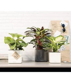 LECHUZA® CUBE Glossy, All-in-One Set -Pflanzenwelt Verkauf 4310470 4310454 WE MO 001 CubeGlossyAnthrazitWeiss