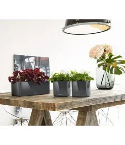 LECHUZA® CUBE Glossy, All-in-One Set -Pflanzenwelt Verkauf 4310470 PR MO 002 4310512CubeGlossyAnthrazit