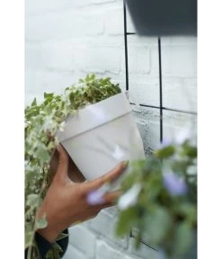 Elho Metall-Wandgitter Für Töpfe Loft Urban Green Wall Gestell, Ca. B47,3/H59/T1,5 Cm, Schwarz 34 Elho Metall-Wandgitter Für Töpfe Loft Urban Green Wall Gestell, Ca. B47,3/H59/T1,5 Cm, Schwarz -Pflanzenwelt Verkauf 4315917 4315677 WE MO 002 elhoMetallWandgitterWandhaengetopf